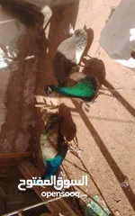  1 طاووس للبيع