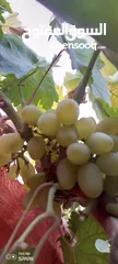  15 عنب للورق و الثمر تقليم