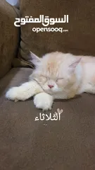  3 قطة للتبني مجانا