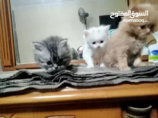  2 قطط شيراز للبيع