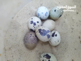  5 فري (سمان) للبيع