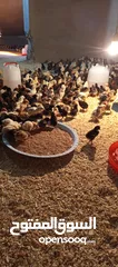  1 صوص بلدي نخب أول