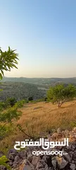  27 مزرعه  صغريه راقيه على قمه جبل مطله للغرب كوشان مستقل بسعر مميز جدا منطقه مزراع راقيه