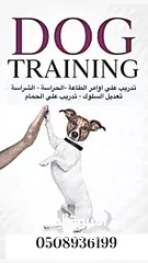  14 خدمة تدريب الكلاب آفضل النتآئج و آقل الأسعار
