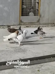  2 موجود حمام للبيع بسعر البلاش