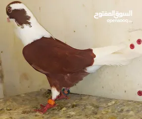  2 طير بربريسي احمر جميل ضرب داير ب الصلاة على النبي جماعة الاطفال لاترن