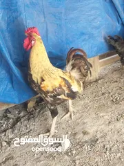  2 دجاج عرب للبيع