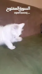  5 قطه بيضاء هملايا