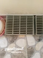  2 بياضات دجاج ومعالف ومشارب  واقفاص طابقين  للفري وطباق  بيض فري للفقاسات ايطالي للبيع بحاله ممتازه