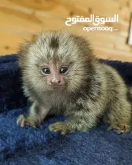  2 WhatsApp us on our number marmoset monkeys