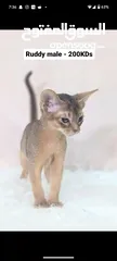  13 Purebred Abyssinian kittens Available  متوفر قطط حبشية أصيلة