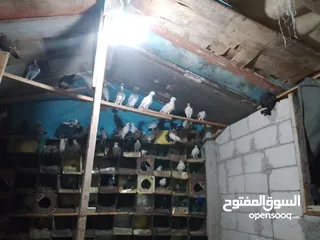  1 حمام للبيع + حبش عدد واحد فرنسي