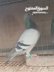  1 pigeon   for sale