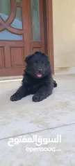  1 Royal black dog with pedigree