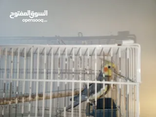  1 ببغاء كوكتيل ذكر منتج حبة طويلة