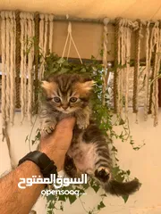  4 قطط سكوتش فولد وستريت العمر شهرين للبيع