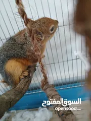  13 للبيع اليفة ونشطة وسهلة التربية عمر 7-6 اشهر بالصلاة على النبي لعشاق الحيوانات المميزة