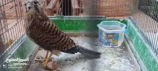  3 صقيري مع القفص الخاص به بصحة ممتازة