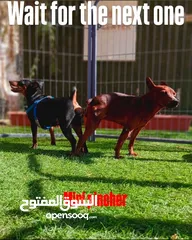  4 بيع كلب مني