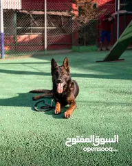  13 جولدن جراء ذكور واناث
