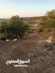  5 ارضـ مزروعـة زيـتـونـ للـبـيـعـ فيـ صـوريـفـ