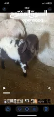  1 نعجه وراها عابوره عمره قريب الشهرين