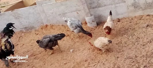  5 كوبيه دجاج مقاتل