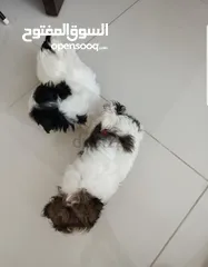  2 Shihzt pure puppies 2 months old