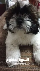  3 pure breed shih Tzu 1male 2female available 2moths old