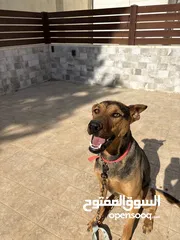  1 كلب دوبر شيبرد مدرب اقرأ وصف