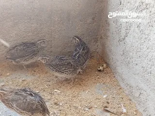  11 فربات للبيع ....