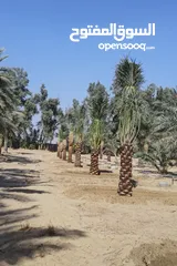  9 Date Palm Trees Fresh And Healthy