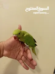  6 Green Ringneck parrot baby