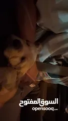  2 puppy Golden Retriever جرو جولدن رتريفر