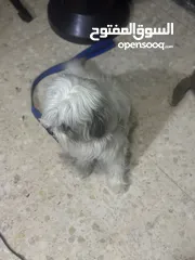  3 كلب زينه مخلص مطعيم معها دفترمطعيم