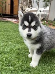  8 Top line husky puppies from Microchipped parents and Passport
