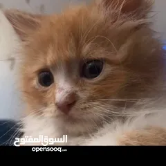  2 قطه للبيع النوع(برتش)
