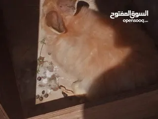  9 ارانب للبيع ثلاثه ذكرين وانثى الماني