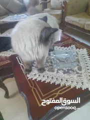  6 قط هملايا شكلت ذكر