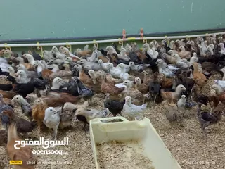  6 دجاج محلي مهجن عماني فرنسي عمر شهر ع 500بيسه فقط