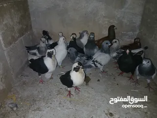  29 كوم كامل للبيع  دينارين ونص الحبه زق وكش الفحول كلها كش