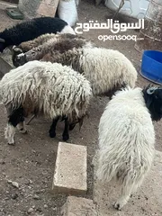  1 خرفان بلديه اضحيه او عقيقه للبيع بسعر مغري