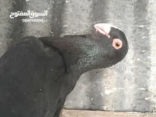  5 متاح  جواز  حمام الماني  كلو شغال جوز بلوني احمر تحته بيض وطيره مزهوراي حمره مع فرخها  وطيره مسوداي