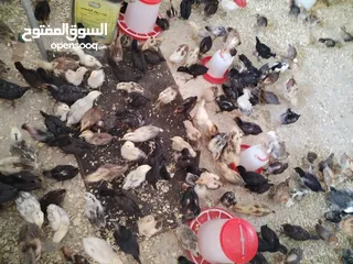  2 صيصان بلدي عمر شهرين جوده عاليه