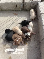  2 بونتر مع جراء