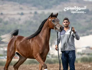  3 Registered purebred Arabian Horses for sale
