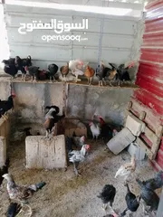  2 العمر من ثلاثه أشهر ولغايه سته أشهر