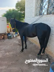  1 حصان للبيع اسود ليل