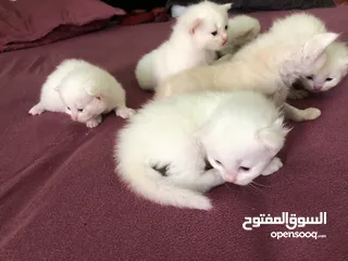  9 Cat baby Persian