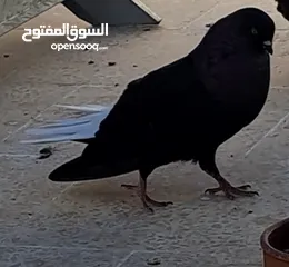  2 نوري اسود جميل
